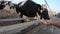 4K, cow in barn of farm. Cattle of Holstein cows. Man touches the cow`s nose