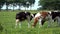 4K. Cows on livestock farming. Cows grazing on green meadow in Edam