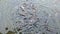 4K Crowd of many pangasius fish eat a food in river when feed