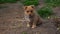 4k Cute abandoned and disoriented puppy coming towards the camera. Street dog. Animals in need