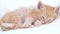 4k cute ginger striped domestic kitten sleeping lying on white light blanket on bed. Concept of adorable pets cats.