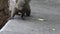 4k, Cute Pallas`s squirrel is seraching food