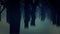 4K Dark Forest Fog Trees Animated Background Wallpaper