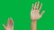 4K. diverse multiracial people raise hand up in different time isolated on chroma key green screen