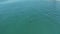 4K Drone Footage of Dolphins Swimming off the Coast of Orange County, CA - No. 6
