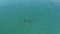 4K Drone Footage of Dolphins Swimming off the Coast of Orange County, CA - No. 7