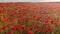 4K drone footage of flight over red field of poppies