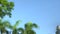 4K Drone Helicopter is Flying in a Park with blue sky and palms background