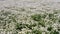 4k drone video of chamomile field. White daisies.