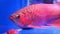 4K Fish arowana float and swim showing it beautiful and shining scale on fish tank
