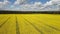 4K. Flight above blooming yellow rapeseed field at sunny day in spring, aerial panoramic view