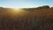 4K. Flight above corn field at golden sunset, aerial view.