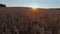 4K. Flight above crop field at golden sunset, aerial view.