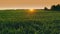 4K flight above summer cornfield. sunset sun sunrise sunshine shine light above corn field. Countryside Rural Landscape