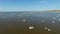 4K. Flight over the sea with stones standing in the water and flying birds, aerial view.