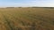 4K. Flight and takeoff above crop field at sunset, aerial panoramic view.