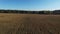 4K. Flight and takeoff above ripe corn field, which ready for harvesting, aerial.