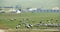 4k a flock of sheep on the Prairie,Distant Tibetan tents.
