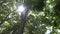 4K Foliage Forest Leaves, Sunshine, Sun Rays, Beam in Branches Wood, Summer View