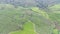 4K footage Aerial view of beautifully patterned tea fields.