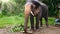4k footage of beautiful adult elephant eating leaves and palm tree