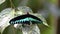 4K footage of beautiful butterfly of rajah brooke butterfly
