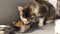 4k footage of a cat eating kibble out of a bowl.