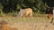 4k footage of cows grazing in pasture. Cows in meadow chewing grass. Ultra HD footage of Pakistani cows grazing in pasture.