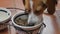 4K footage. Cute beagle puppy eating from dog bowl. Cute Beagle puppy eating at home. Adorable pet