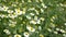 4K footage field of daisy chamomile with wind as a flowering ornamental plant for gardens and meadow landscape, vintage color tone