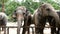 4K footage. group of Asian elephant in the zoo