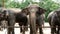 4K footage. group of Asian elephant in the zoo