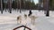 A 4K footage of a group of husky dogs dragging a wooden sled through the wonderful winter calm snow path