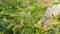 4k footage of harvesting okra vegetable. Okra. Farmer plucking okra vegetable. Plucking ladyfingers vegetable. Harvesting okra.