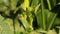 4k footage of harvesting okra vegetable. Okra. Farmer plucking okra vegetable. Plucking ladyfingers vegetable. Harvesting okra.