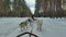 A 4K footage of husky dogs dragging a wooden sled through the wonderful winter calm snow path