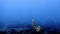 4k footage of a Mauve Stinger jellyfish Pelagia noctiluca in the Mediterranean Sea