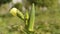 4k footage of okra vegetable. Fresh young okra vegetable against green blurry background. Ladyfinger vegetable in farm. Ultra HD.