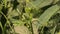 4k footage of okra vegetable. Fresh young okra vegetable against green blurry background. Ladyfinger vegetable in farm. Ultra HD.