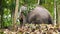 4k footage of old elephant with injured skin standing in the tropical jungle forest
