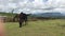 4K footage Two Beautiful horses out of focus eating with grassing in garden agriculture view mountain hill.Farm Horse brown outdoo