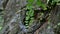 4K footage, water drop from fern leaf