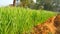 4k Footage of Wheat or and grain crops. Meadow of wheat. Nature composition