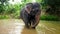 4k footage of wild indian elephant washing himself in river at tropical jungle forest