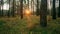 4k Forest Timelapse. Beautiful Bright Sunrise Dawn In Coniferous Forest. Sunlight Sunrays Shine Through Trees In Forest