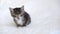 4k funny wet striped domestic kitten falling asleep, lying on white light blanket on bed. Sleep cat. Concept of adorable