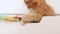 4k Ginger Cat hunting for a mouse on white isolated background. Funny red Kitten trying to catch the toy in a white box.