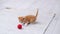 4k Ginger striped kitten playing red ball in modern scandinavian interior home. Cat doing funny pose jumping rolling