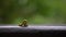 4K Green Geometridae Caterpillar crawling in wild between trees of mountain