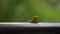 4K Green Geometridae Caterpillar crawling in wild between trees of mountain
